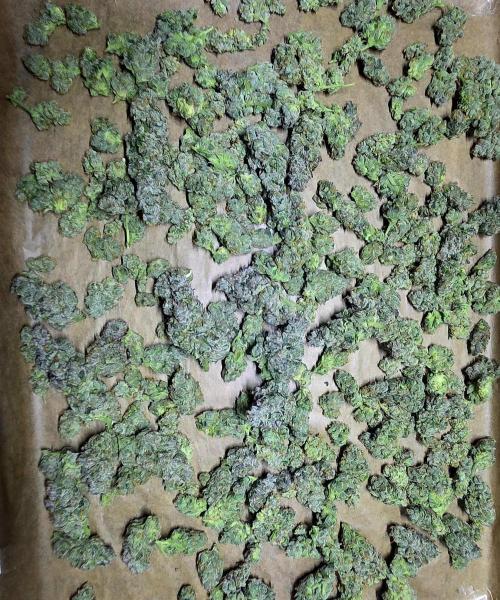 Humboldt DIY DWC. Week 16