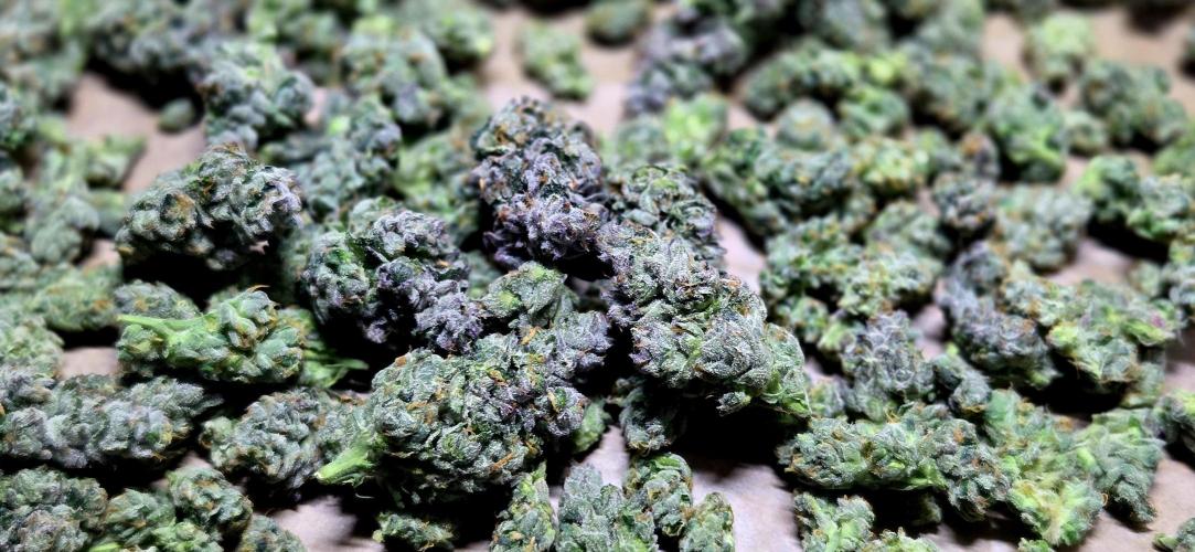 Humboldt DIY DWC. Week 16