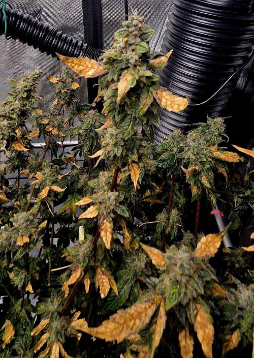 Humboldt DIY DWC. Week 16