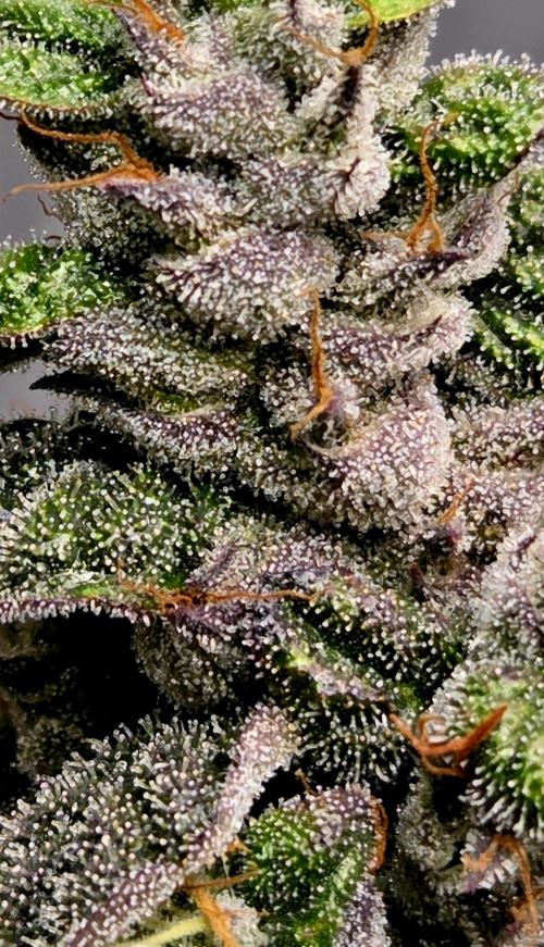 Humboldt DIY DWC. Week 16