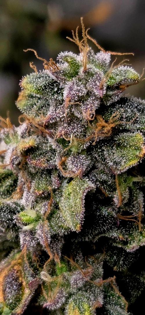 Humboldt DIY DWC. Week 16