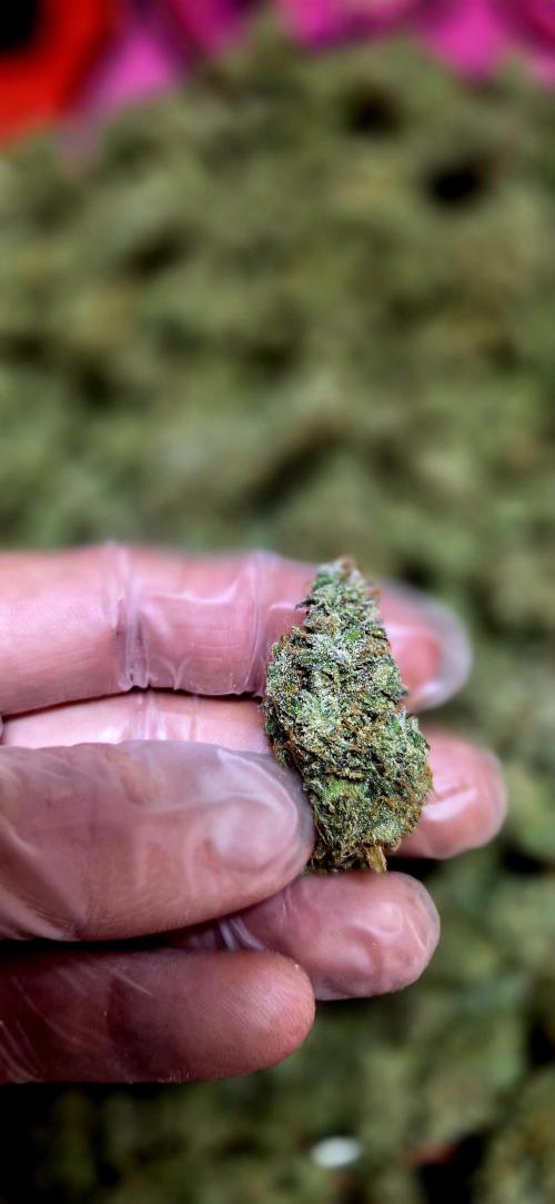 Humboldt DIY DWC. Week 16