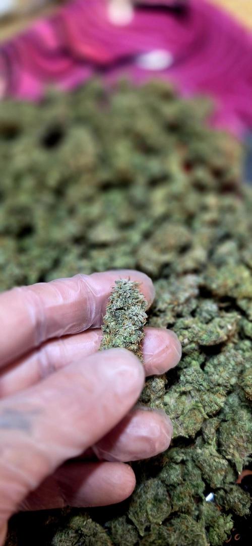 Humboldt DIY DWC. Week 16