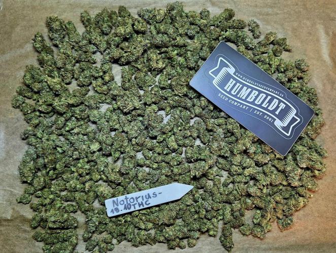 Humboldt DIY DWC. Week 16