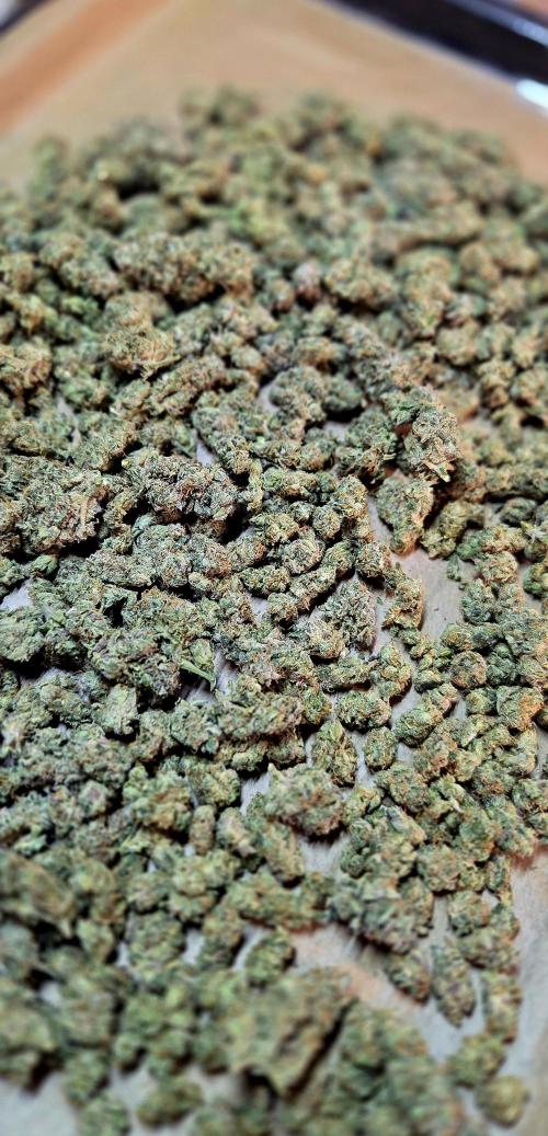 Humboldt DIY DWC. Week 16