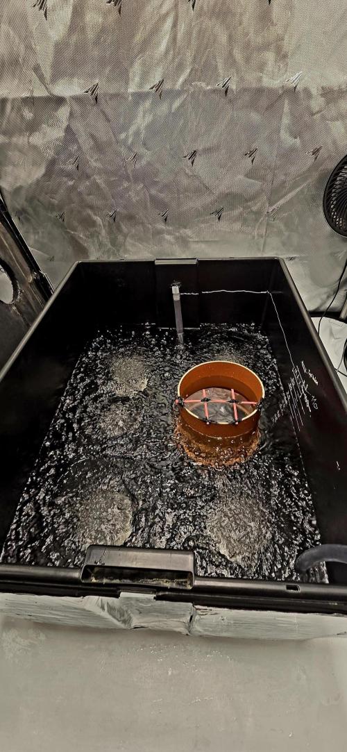 Wizard Trees DIY DWC. Week 0 - Bubbles