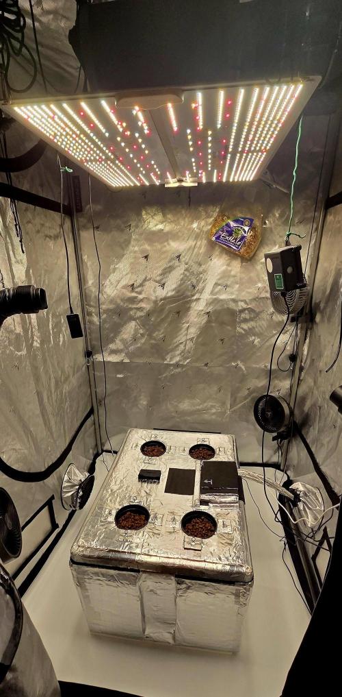 Wizard Trees DIY DWC. Week 0 - System