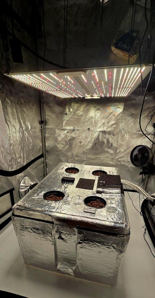 Wizard Trees DIY DWC. Week 0 - System