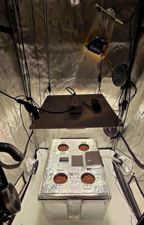 Wizard Trees DIY DWC. Week 0 - system