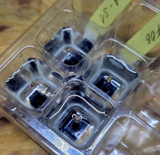 Wizard Trees DIY DWC. Week 0 - Germination