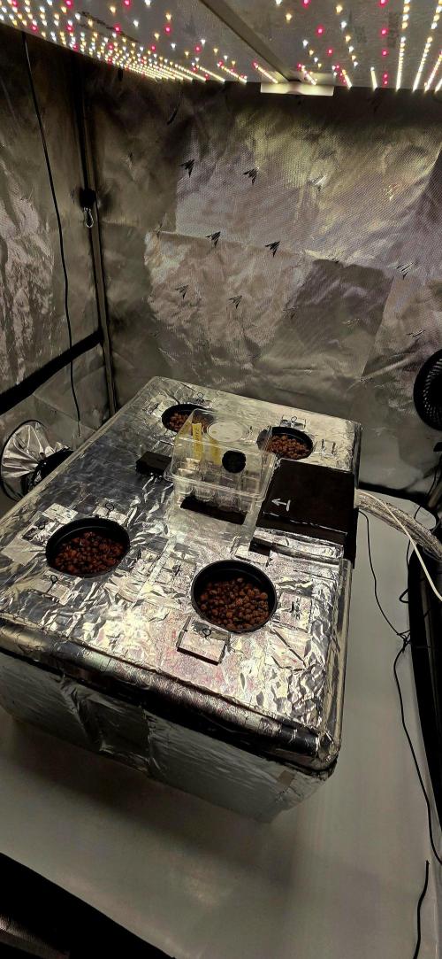 Wizard Trees DIY DWC. Week 0 - Seeds on top of Res