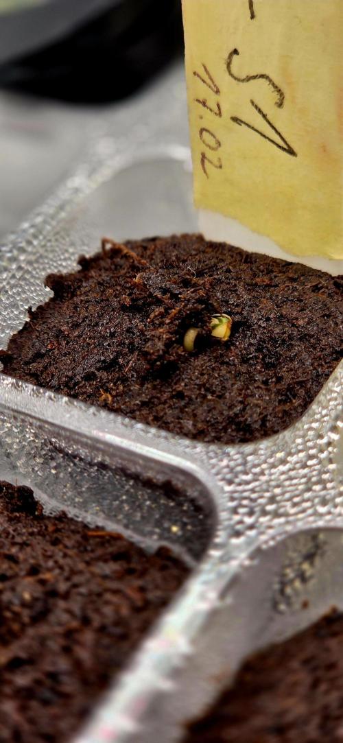 Wizard Trees DIY DWC. Week 1 - it started =DD 