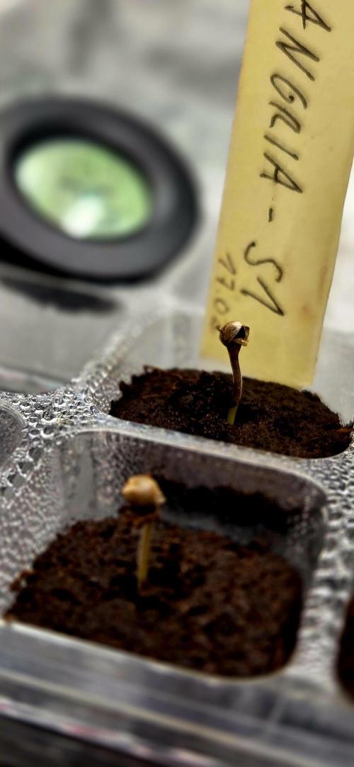 Wizard Trees DIY DWC. Week 1 - 2 Zangrias pretty quick