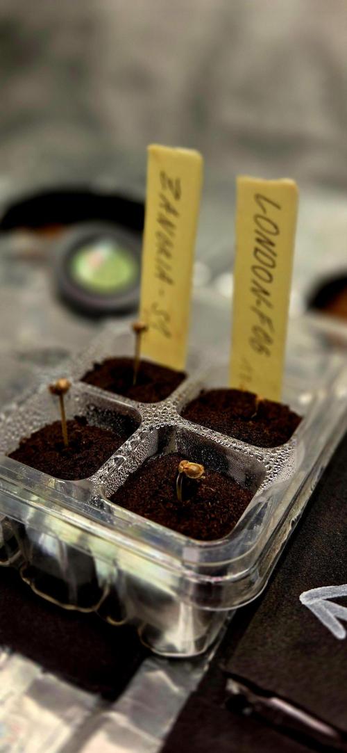 Wizard Trees DIY DWC. Week 1 - London following up 