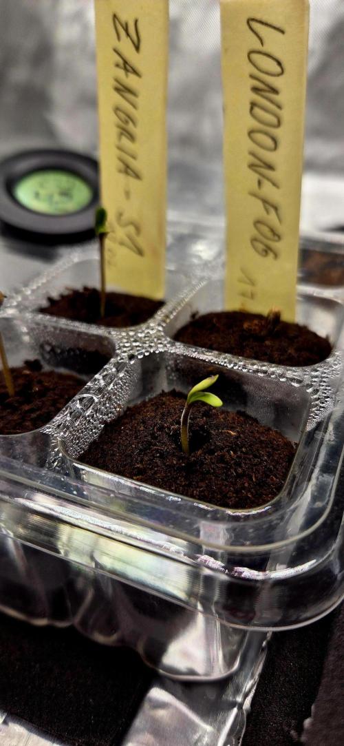 Wizard Trees DIY DWC. Week 1 - small London Fog =)