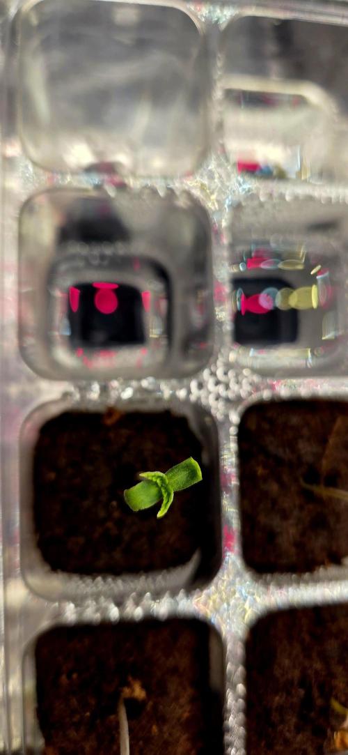 Wizard Trees DIY DWC. Week 1 - the dmg i had removing the helmet.