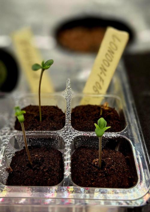 Wizard Trees DIY DWC. Week 1 - Almost there =)