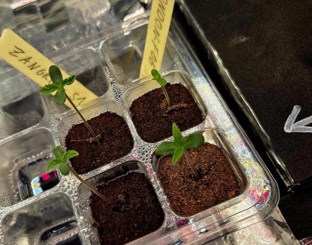 Wizard Trees DIY DWC. Week 1 - this is pre plant =)