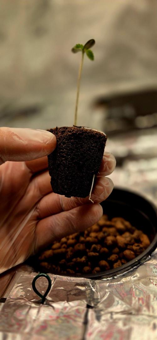 Wizard Trees DIY DWC. Week 1 - Zangria root pre plant