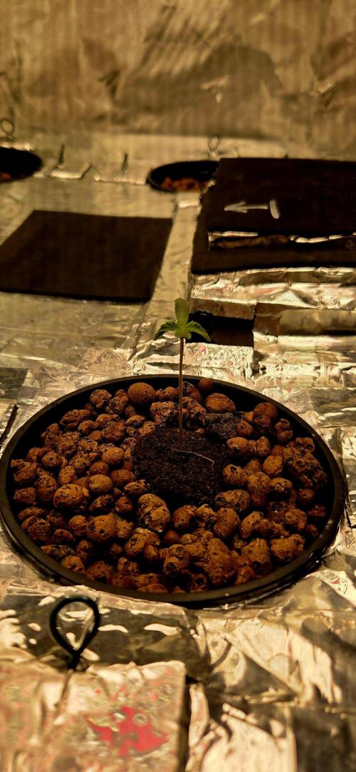 Wizard Trees DIY DWC. Week 1 - final home Zangria =)