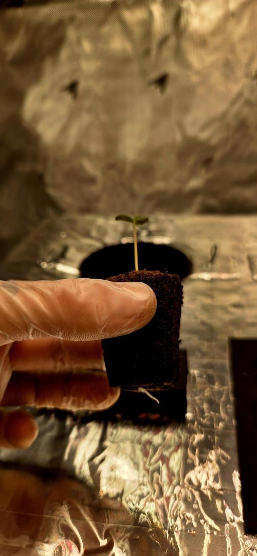 Wizard Trees DIY DWC. Week 1 - London Fog root pre plant