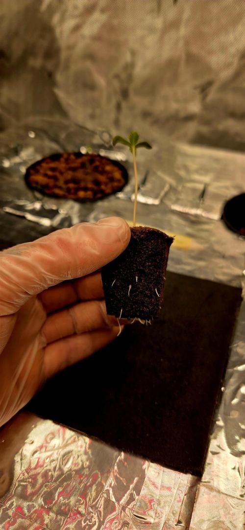 Wizard Trees DIY DWC. Week 1 - Zangria pre plant, love the roots on this one :D 