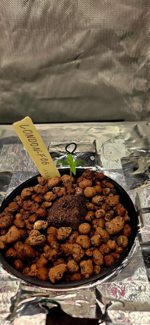 Wizard Trees DIY DWC. Week 1 - final home London Fog