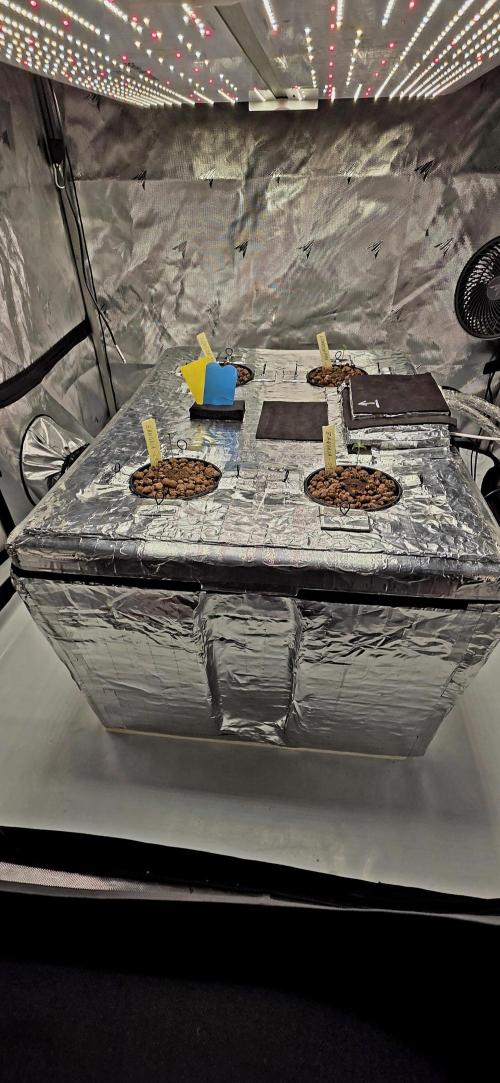 Wizard Trees DIY DWC. Week 1 - System