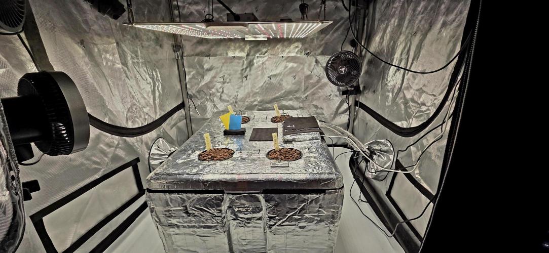 Wizard Trees DIY DWC. Week 1 - Final Place =) 