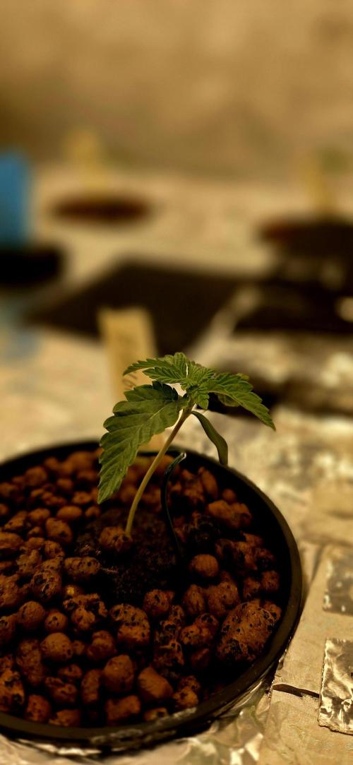 Wizard Trees DIY DWC. Week 2 - Transition stress
