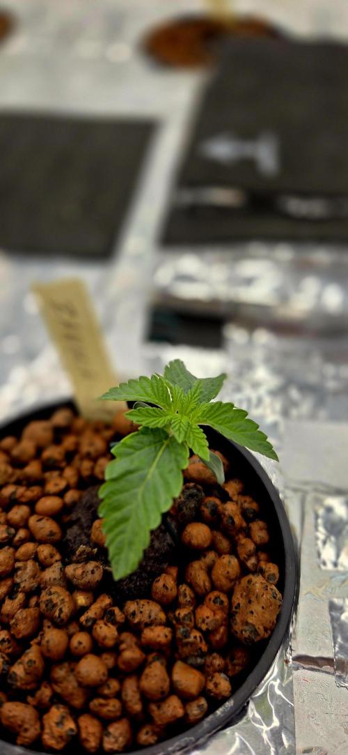 Wizard Trees DIY DWC. Week 2 - Zangria  =)