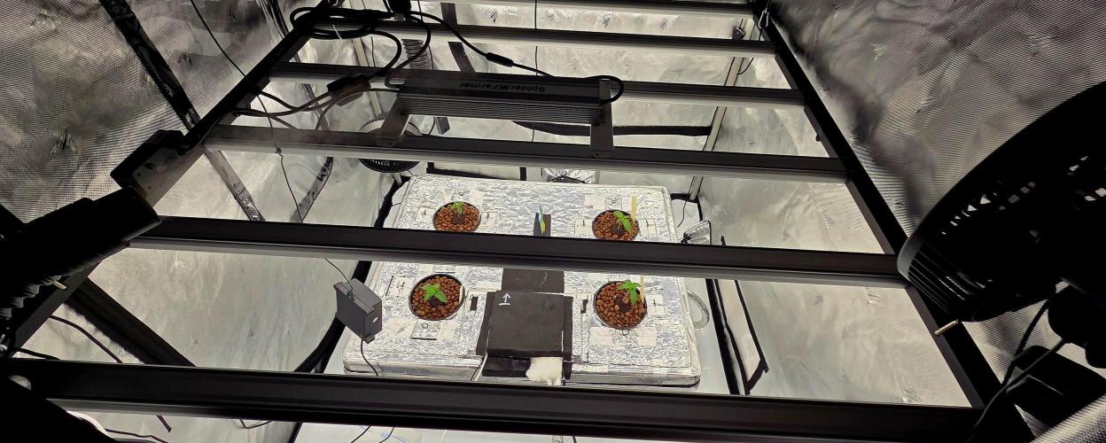 Wizard Trees DIY DWC. Week 2 - Top view