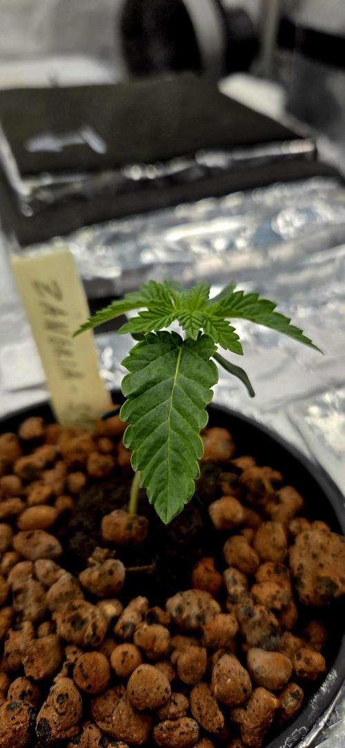 Wizard Trees DIY DWC. Week 2 - Zangria =)