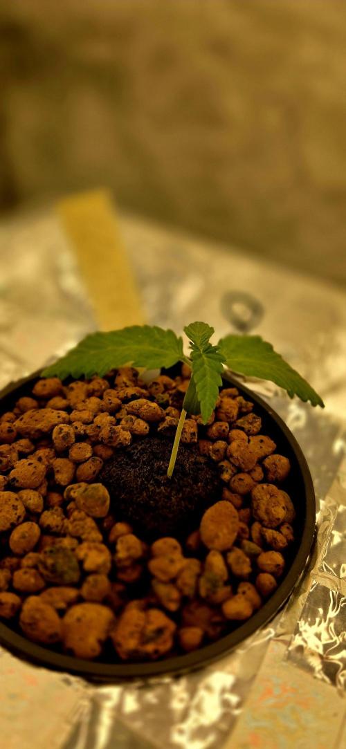 Wizard Trees DIY DWC. Week 2 - London