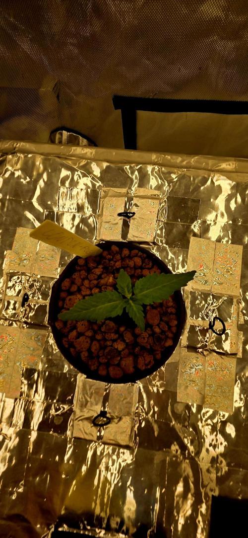 Wizard Trees DIY DWC. Week 2 - London 2 Top view