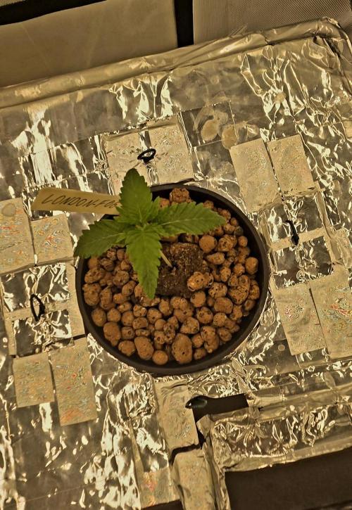 Wizard Trees DIY DWC. Week 2 - London 1 Top view