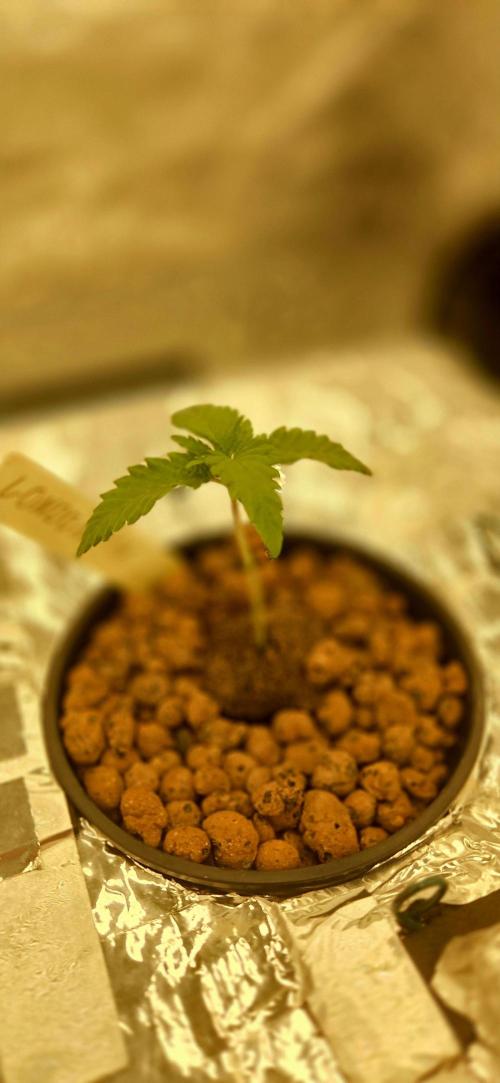 Wizard Trees DIY DWC. Week 2 - London
