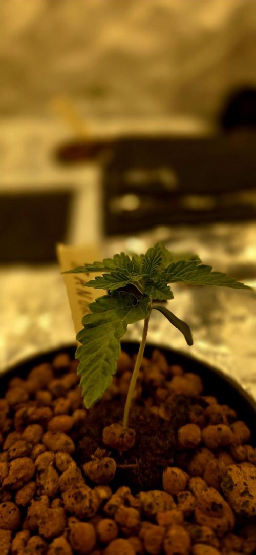 Wizard Trees DIY DWC. Week 2 - Transition takes so long this time..