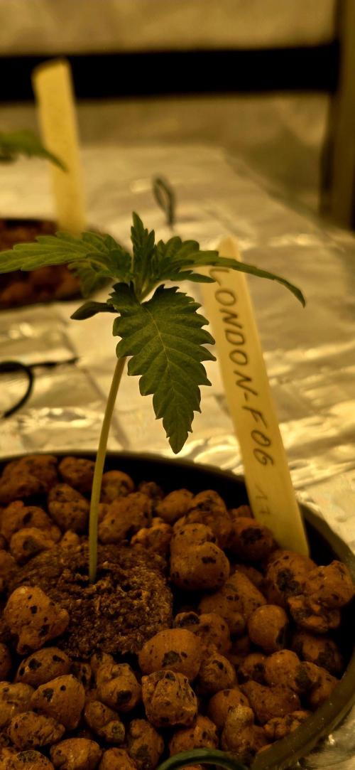 Wizard Trees DIY DWC. Week 2 - London Fog =)