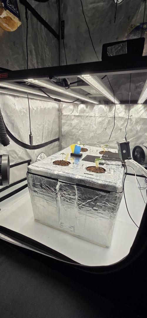 Wizard Trees DIY DWC. Week 2 - System