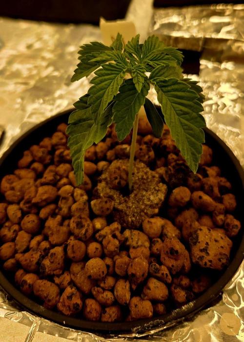 Wizard Trees DIY DWC. Week 3 - Transition effects 