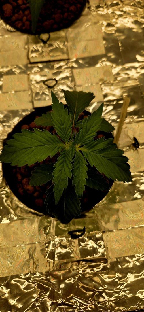 Wizard Trees DIY DWC. Week 3 - London Fog =)