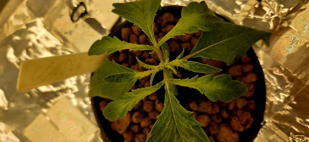 Wizard Trees DIY DWC. Week 3 - London Fog no.2 wich went dry..