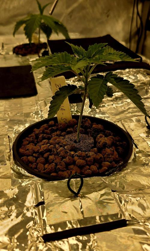 Wizard Trees DIY DWC. Week 3