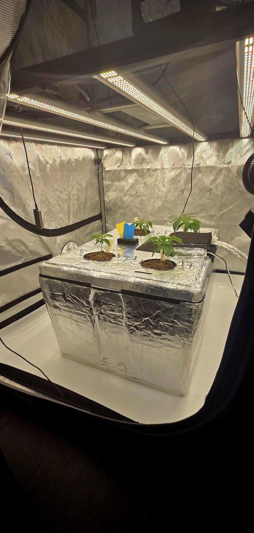 Wizard Trees DIY DWC. Week 3 - all 4