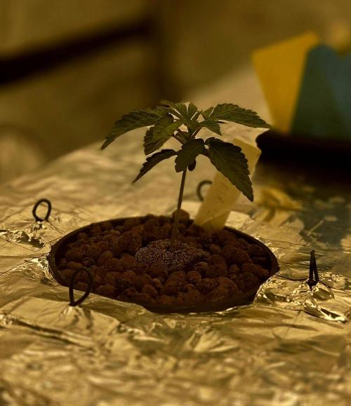Wizard Trees DIY DWC. Week 3 - Zangria =)
