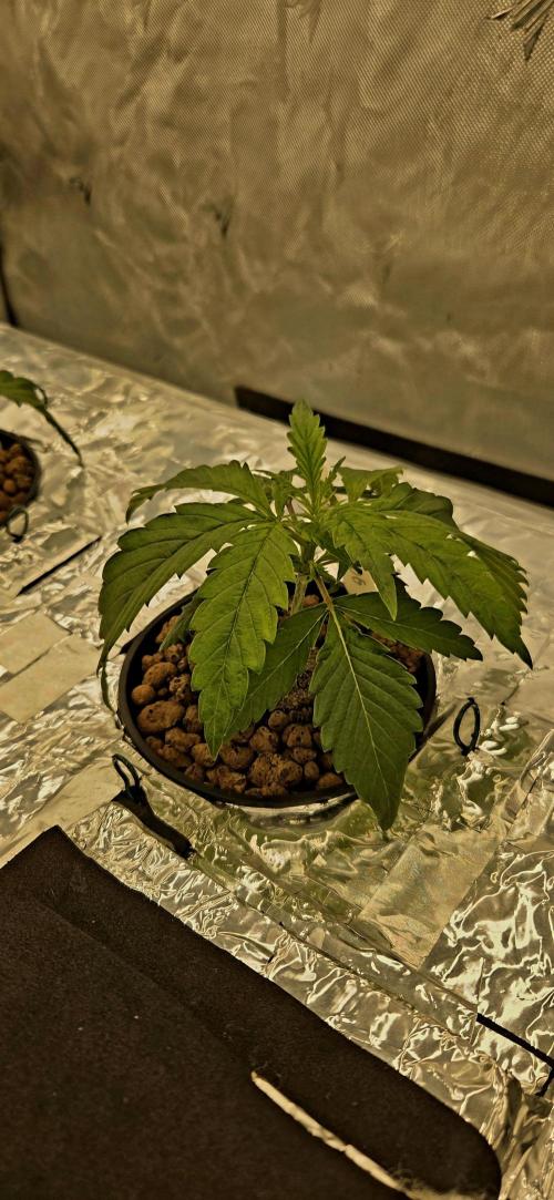 Wizard Trees DIY DWC. Week 3 - The bigest London fog, not full settled.