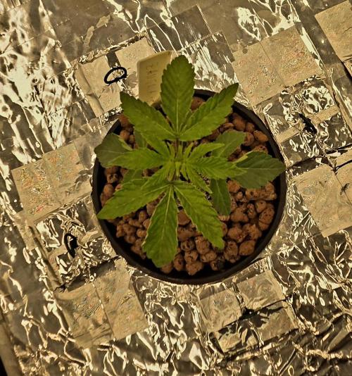 Wizard Trees DIY DWC. Week 3 - Zangria top view