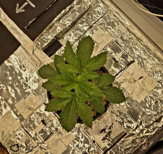 Wizard Trees DIY DWC. Week 3 - Zangria top view