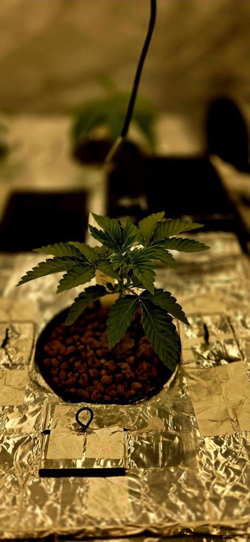 Wizard Trees DIY DWC. Week 3 - Zangria =)